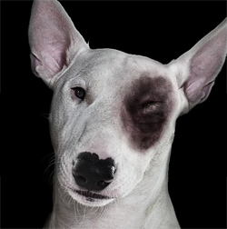 El maltrato animal no es juego de ni�os