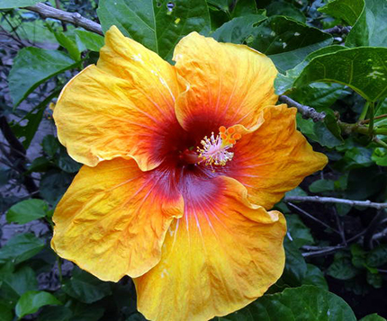 Disfrutando los hibiscos... un aire tropical