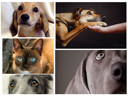 Los ojos de los animales: un lenguaje �nico