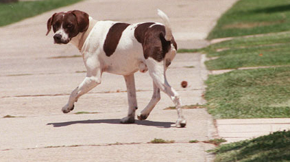 Diario de Vida de un Perro