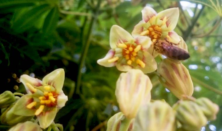 Manihot grahamii o falsa mandioca, una planta nativa que le encanta a las abejas