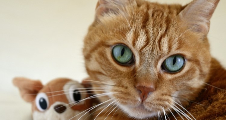 Datos sobre los gatos, que te dejar�n pensando