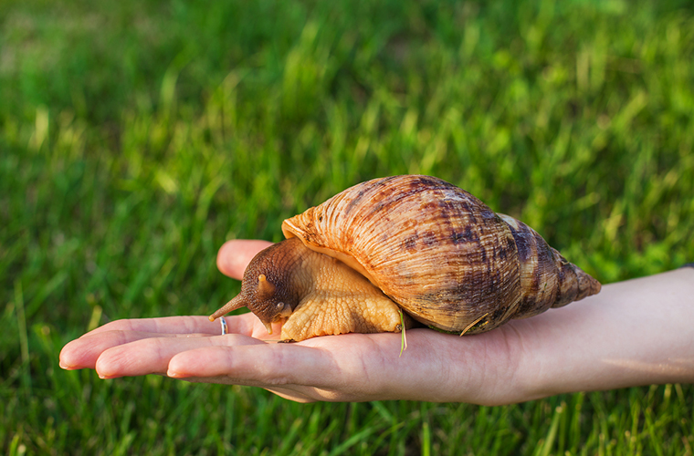 La enseanza del caracol; reflexiones