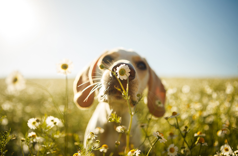 Primavera