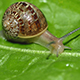 Combatir babosas y caracoles sin peligro