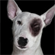 El maltrato animal no es juego de ni�os