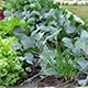Trasplantando en mi huerta - Tips