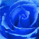 La Rosa Azul