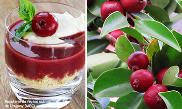 Mascarpone de araz� rojo