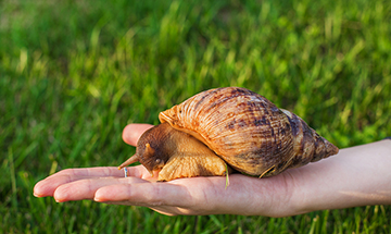 La ense�anza del caracol; reflexiones