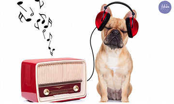 �En qu� sinton�a eliges estar?